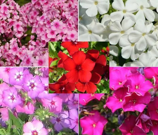 200 Bulk Seeds Begonia Tuberous Double Mixed Colors Begonia Tuberosa