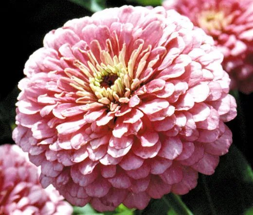 200 Bulk Seeds Aster Milady Scarlet Red Dwarf Callistephus Chinensis