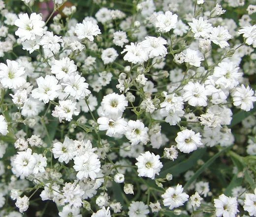 2,000 Bulk Seeds Lettuce Butterhead Bibb Slow Bolting Lactuca Sativa