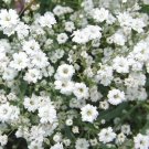 2,000 Bulk Seeds Lettuce Butterhead Bibb Slow Bolting Lactuca Sativa