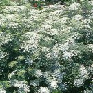 1,000 Bulk Seeds Cosmos Sulphur Mixed Colors Dwarf Cosmos Sulphureus