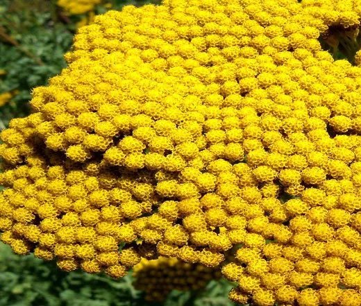 500 Bulk Seeds Forget Me Not Chinese Mystic Pink Cynoglossum Amabile