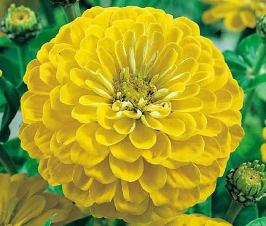 200 Bulk Seeds Aster Gremlin Dark Rose Double Callistephus Chinensis