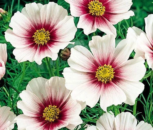 100 Seeds Cosmos Sonata White Dwarf Cosmos Bipinnatus Usps Shipping