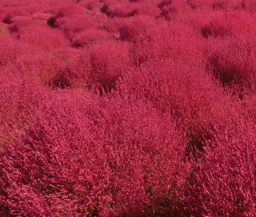25 Seeds Astilbe Bunter Mixed Colors Astilbe Arendsii Usps Shipping