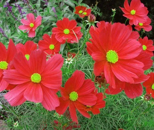 20 Seeds Carnation Mixed Colors Dianthus Caryophyllus Usps Shipping