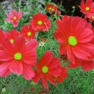 20 Seeds Carnation Mixed Colors Dianthus Caryophyllus Usps Shipping