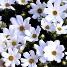 1,000 Bulk Seeds Arabis Wall Rock Cress Spring Charm Blepharophylla