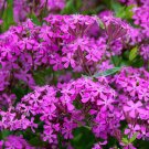 10,000 Bulk Seeds Flax Scarlet Red Annual Linum Grandiflorum Rubrum