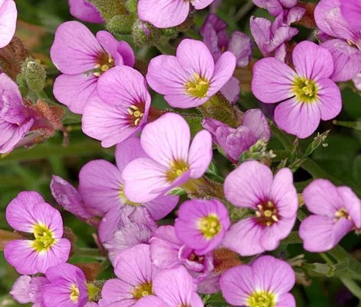 500 Bulk Seeds Arabis Wall Rock Cress White Arabis Alpina Caucasica