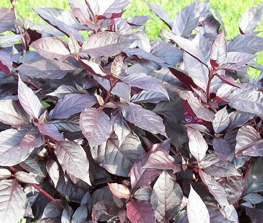 200 Bulk Seeds Aster Gremlin Lavender Double Callistephus Chinensis