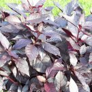 200 Bulk Seeds Aster Gremlin Lavender Double Callistephus Chinensis