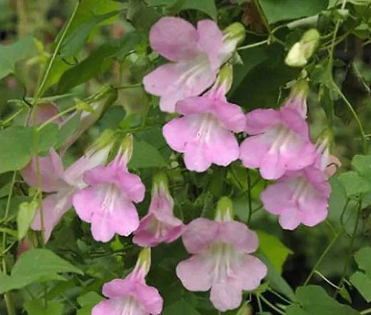 20 Seeds Balloon Flower Rose Platycodon Grandiflorus Usps Shipping