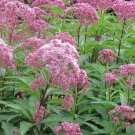 100 Seeds Alyssum Oriental Nights Lobularia Maritima Usps Shipping