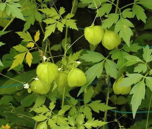 100 Bulk Seeds Asarina Climbing Snapdragon Violet Asarina Scandens