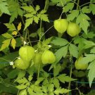 100 Bulk Seeds Asarina Climbing Snapdragon Violet Asarina Scandens