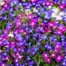 15,000 Bulk Seeds California Poppy Mikado Eschscholzia Californica