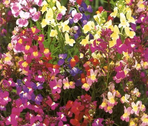 40 Bulk Seeds Coleus Versa Green Halo Solenostemon Scutellarioides
