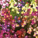 40 Bulk Seeds Coleus Versa Green Halo Solenostemon Scutellarioides