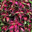 250 Seeds Zinnia Pumila Mixed Colors Zinnia Elegans Usps Shipping