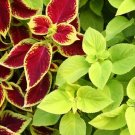 50 Bulk Seeds Crocosmia Zigzag Crocosmia Paniculata Usps Shipping