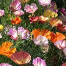 1,000 Bulk Seeds Lobelia Riviera Mix Lobelia Erinus Usps Shipping