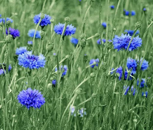 3,300 Bulk Seeds Rocket Larkspur Mixed Colors Delphinium Consolida