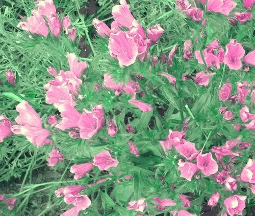 100 Bulk Seeds Anthyllis Red Carpet Anthyllis Vulneraria Coccinea