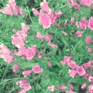 100 Bulk Seeds Anthyllis Red Carpet Anthyllis Vulneraria Coccinea