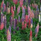 10,000 Bulk Seeds Godetia Farewell To Spring Dwarf Clarkia Amoena