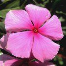 500 Bulk Seeds Crosswort Pretty Pink Crucianella Phuopsis Stylosa
