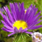 1,000 Bulk Seeds Bellflower Clustered Campanula Glomerata Acaulis
