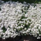 1,000 Bulk Seeds Fennel Florence Organic Anise Foeniculum Vulgare