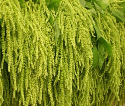 200 Bulk Seeds Aster Gremlin Yellow Double Callistephus Chinensis