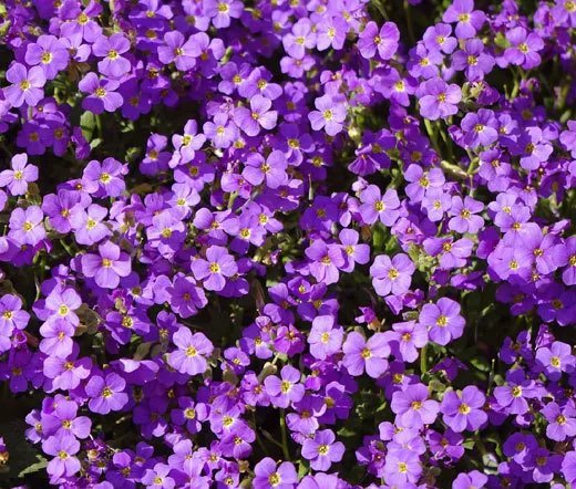 200 Bulk Seeds Aster Gremlin Violet Double Callistephus Chinensis