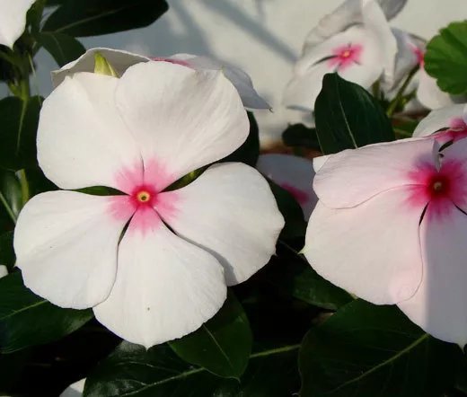 1,000 Bulk Seeds Lobelia White Lady Lobelia Erinus Usps Shipping