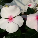 1,000 Bulk Seeds Lobelia White Lady Lobelia Erinus Usps Shipping