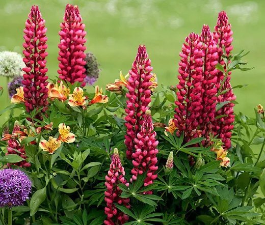 1,000 Bulk Seeds Coleus Rainbow Mix Solenostemon Scutellarioides