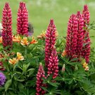 1,000 Bulk Seeds Coleus Rainbow Mix Solenostemon Scutellarioides