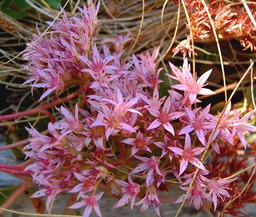 200 Bulk Seeds Carnation Chabaud La France Dianthus Caryophyllus