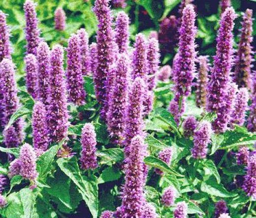 100 Bulk Seeds Asarina Climbing Snapdragon Rose Asarina Scandens