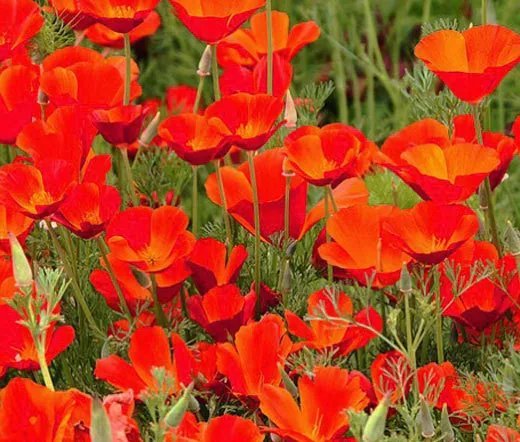 50 Bulk Seeds Viper'S Bugloss Red Russian Echium Russicum Rubrum