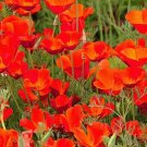 50 Bulk Seeds Viper'S Bugloss Red Russian Echium Russicum Rubrum