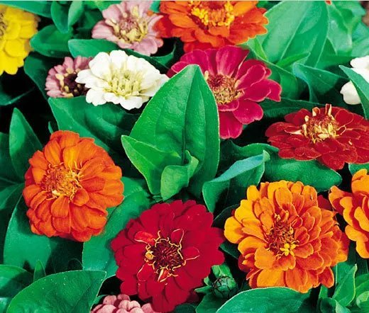 200 Bulk Seeds Aster Needle Unicum Violet Callistephus Chinensis