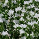 1,250 Bulk Seeds Cup Flower Purple Robe Nierembergia Hippomanica