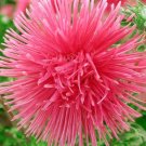 200 Bulk Seeds Gazania Garden Leader Mixed Colors Gazania Rigens