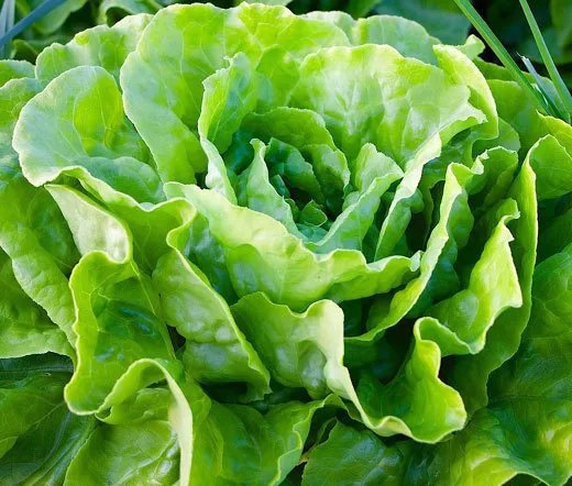 200 Bulk Seeds Aster Paeony Duchess White Callistephus Chinensis