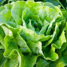 200 Bulk Seeds Aster Paeony Duchess White Callistephus Chinensis