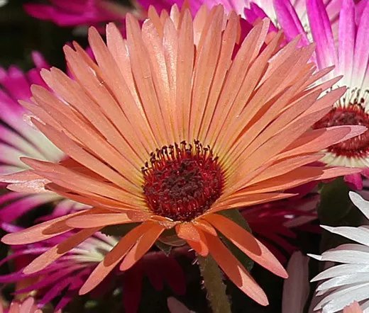 60,000 Bulk Seeds Red Corn Poppy American Legion Papaver Rhoeas