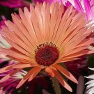 60,000 Bulk Seeds Red Corn Poppy American Legion Papaver Rhoeas